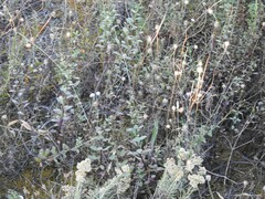 Helichrysum stoechas