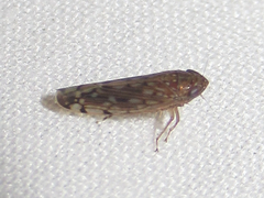 Osbornellus