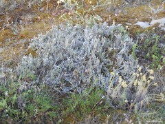 Crucianella maritima