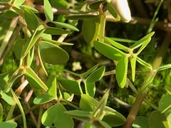 Oxalis incarnata