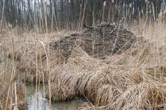 Castor fiber
