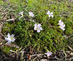 Oxalis incarnata