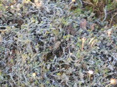 Crucianella maritima