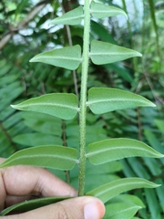 Nephrolepis brownii