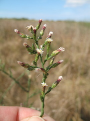 Symphyotrichum subulatum squamatum