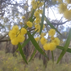 Acacia verniciflua