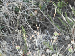 Anthyllis vulneraria