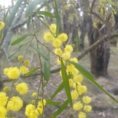 Acacia verniciflua