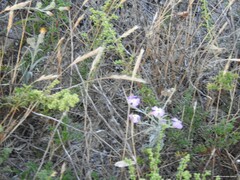 Festuca membranacea