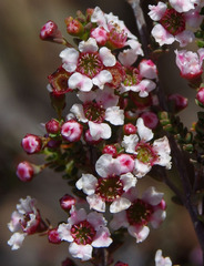 Scholtzia drummondii