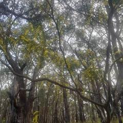 Acacia verniciflua