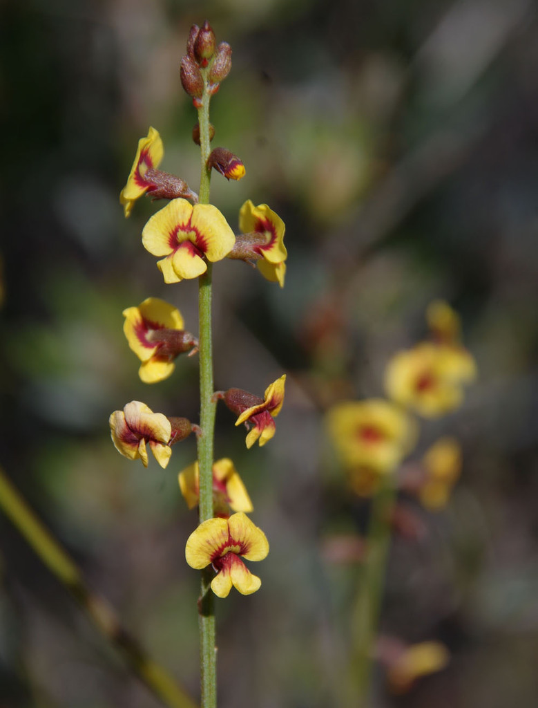 Chorizema genistoides