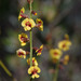 Chorizema genistoides - Photo (c) Russell Cumming, some rights reserved (CC BY-NC), uploaded by Russell Cumming