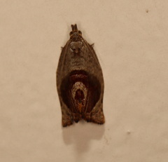 Acroceuthes metaxanthana