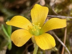Oxalis perennans