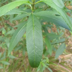 Prostanthera lasianthos