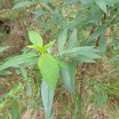 Prostanthera lasianthos