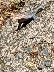 Agama lionotus