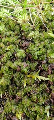 Hymenophyllum wilsonii
