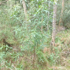 Prostanthera lasianthos