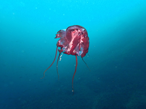 Helmet jelly