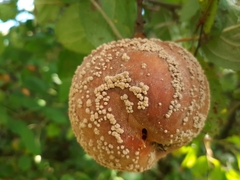 Monilinia