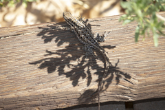 Uta stansburiana elegans