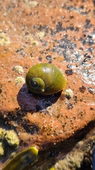 Littorina obtusata