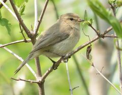Phylloscopus collybita