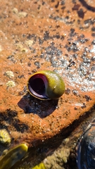 Littorina obtusata
