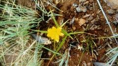 Cyperus sphaerocephalus