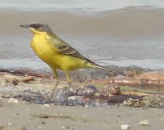 Motacilla tschutschensis