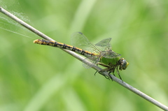 Ophiogomphus westfalli