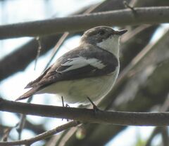 Ficedula hypoleuca