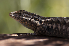 Uta stansburiana elegans