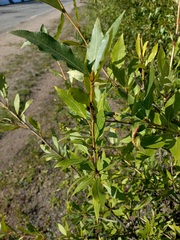 Populus laurifolia