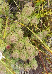 Serruria inconspicua