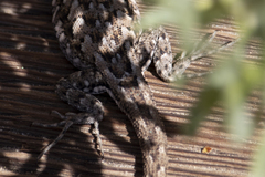 Uta stansburiana elegans