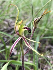 Caladenia villosissima
