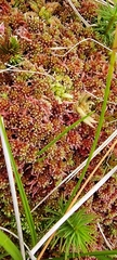 Sphagnum rubellum