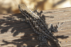 Uta stansburiana elegans