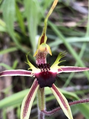 Caladenia villosissima