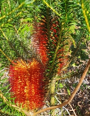 Banksia ericifolia