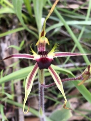 Caladenia villosissima