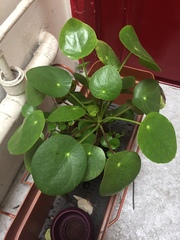 Pilea peperomioides