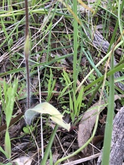 Caladenia villosissima