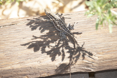 Uta stansburiana elegans