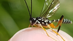 Xanthocryptus novozealandicus
