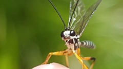Xanthocryptus novozealandicus