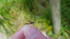 Xanthocryptus novozealandicus